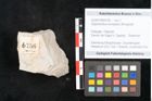 Foto (Objekt + Etikett) von Glyptostrobus europaeus Brongniart (NHMW-GEO-2024-0188-6756)